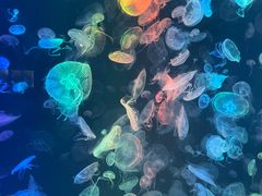 -烟台海昌鲸鲨海洋公园