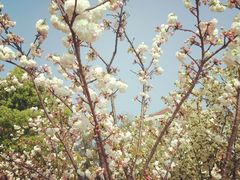 android_upload_pic-高东镇樱花园