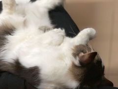 -瑞派动物医院·猫专科·至诚(江南中分院)