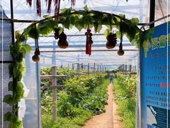 -马陆小张葡萄园农家乐