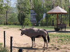 -大连森林动物园