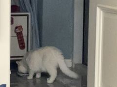 -中农大我爱我爱24h动物医院·中医针灸·猫专科·骨科医疗中心(双井店)