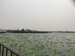 -白洋淀景区