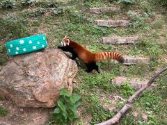 -大连森林动物园