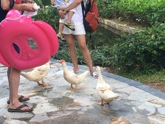 -三亚亚龙湾天域度假酒店
