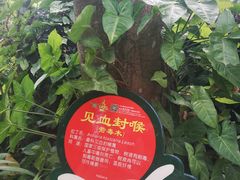 -呀诺达热带雨林