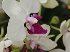 -亚龙湾热带天堂森林公园