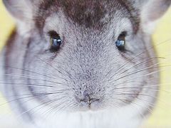 -龙猫仔乐园(惠福东路店)