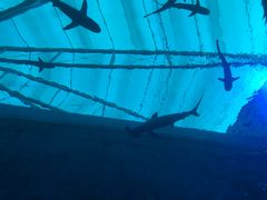 -新加坡海洋生态馆
