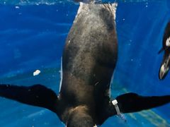 -太平洋海底世界