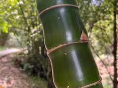 -广州白江湖森林公园