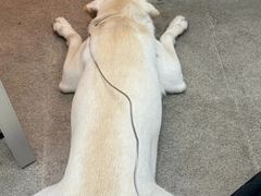 -宠颐生汉谟拉比宠物医院