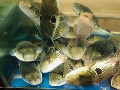 -天正河鲀·河豚亭(大连店)