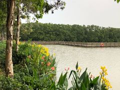 -大湾区中央湿地公园
