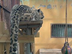 -青藏高原野生动物园
