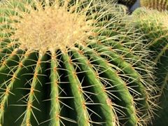 -深圳仙湖植物园
