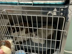 -中农大我爱我爱动物医院·核磁CT·猫病·24小时夜诊中心(石佛营店)