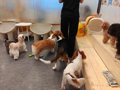 -有喵·猫咖·狗咖·30几只猫10只小狗(岗厦店)