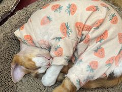 -和它·交个朋友·狗咖猫咖(爱琴海店)