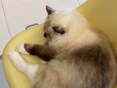 -怪兽屋·羊驼·猫咖·狗咖(俊华广场店)