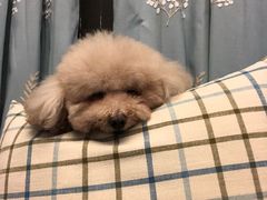 -萌萌喵宠物(百水芊城阅水坊店)