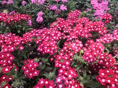 -石家庄市植物园