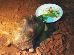 -上海大自然野生昆虫馆(东方明珠·爬宠昆虫探索中心)