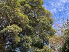 -胡里山炮台