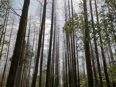 -东平国家森林公园