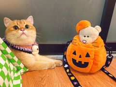 -喵zoo家庭繁育猫舍(尖东智能花园店)