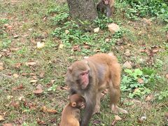 -苏州上方山国家森林公园