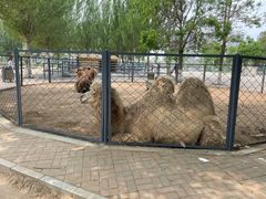 -长白岛森林公园