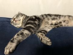 -纳吉亚猫专科动物医院·北北分院