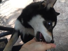 -柴犬高等学院·狗咖·柴犬售卖·宠物训练