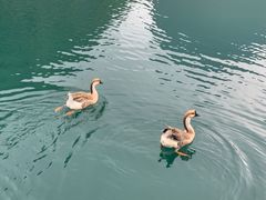 -靖西鹅泉风景区