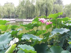 -丰台花园