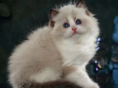 -lincat·猫舍(广州店)