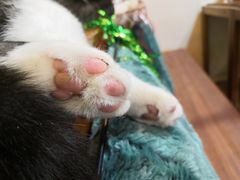 -李小姐の猫咖啡馆(五角场店)