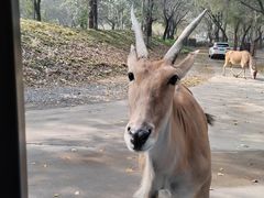 -北京野生动物园