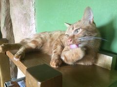 -猫猫幼稚园·撸猫·桌游·电玩