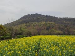 -八卦田遗址公园