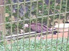 -新加坡飞禽公园