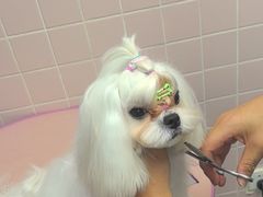 -FAELING PETS美天灵宠物(富力广场店)