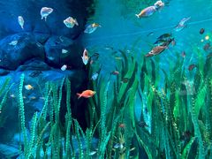 -上海海洋水族馆