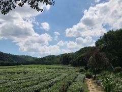 -中国茶叶博物馆(双峰馆区)