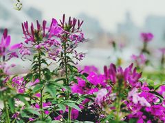 -海心沙亚运公园