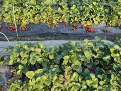 -神光山国家森林公园