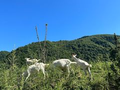 -狮子沟牧场