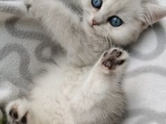 -欣宠猫屋·矮脚拿破仑·蓝金金渐层