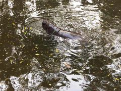 -清迈夜间动物园